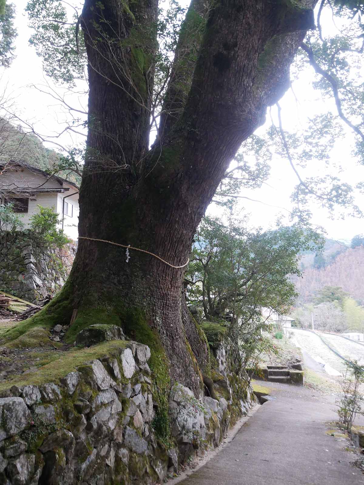 流谷八幡神社のクス