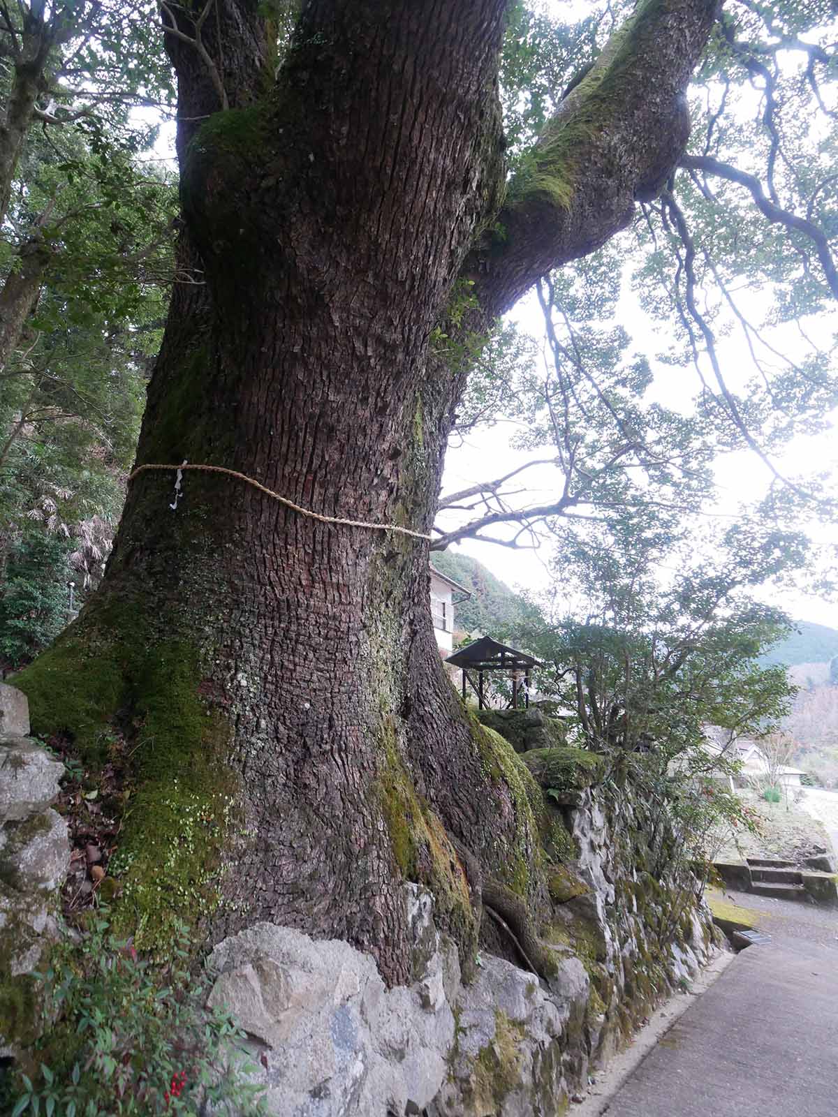 流谷八幡神社のクス