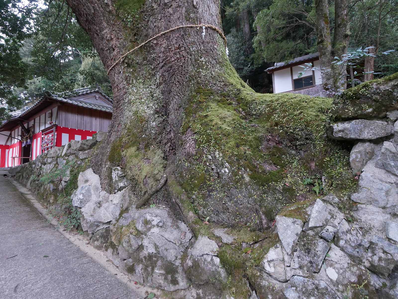 流谷八幡神社のクス