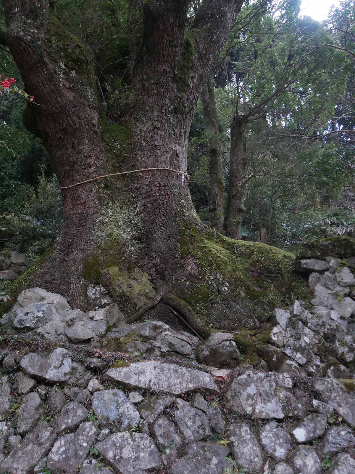 流谷八幡神社のクス