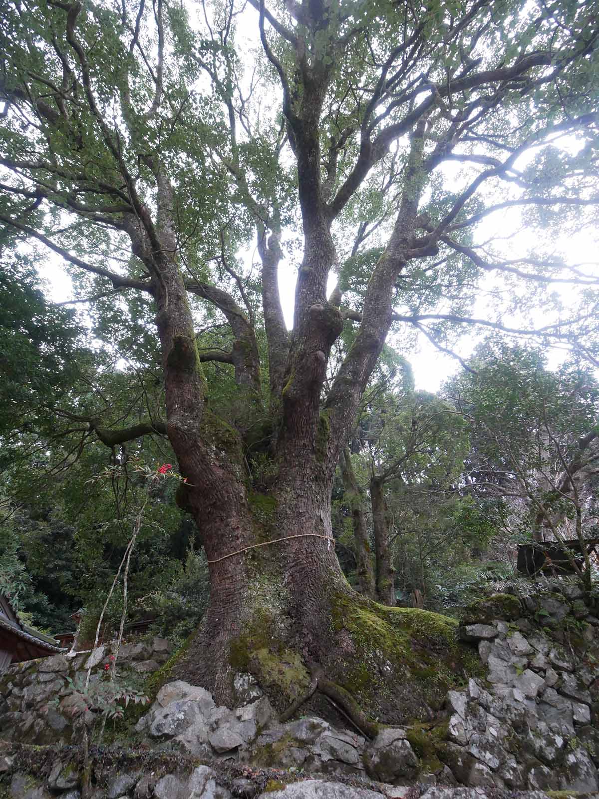 流谷八幡神社のいちょう