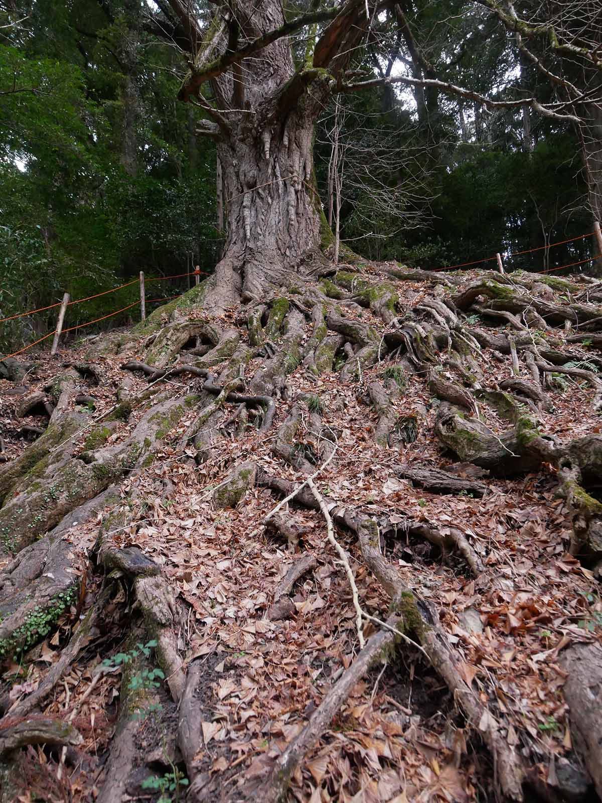 流谷八幡神社のいちょう