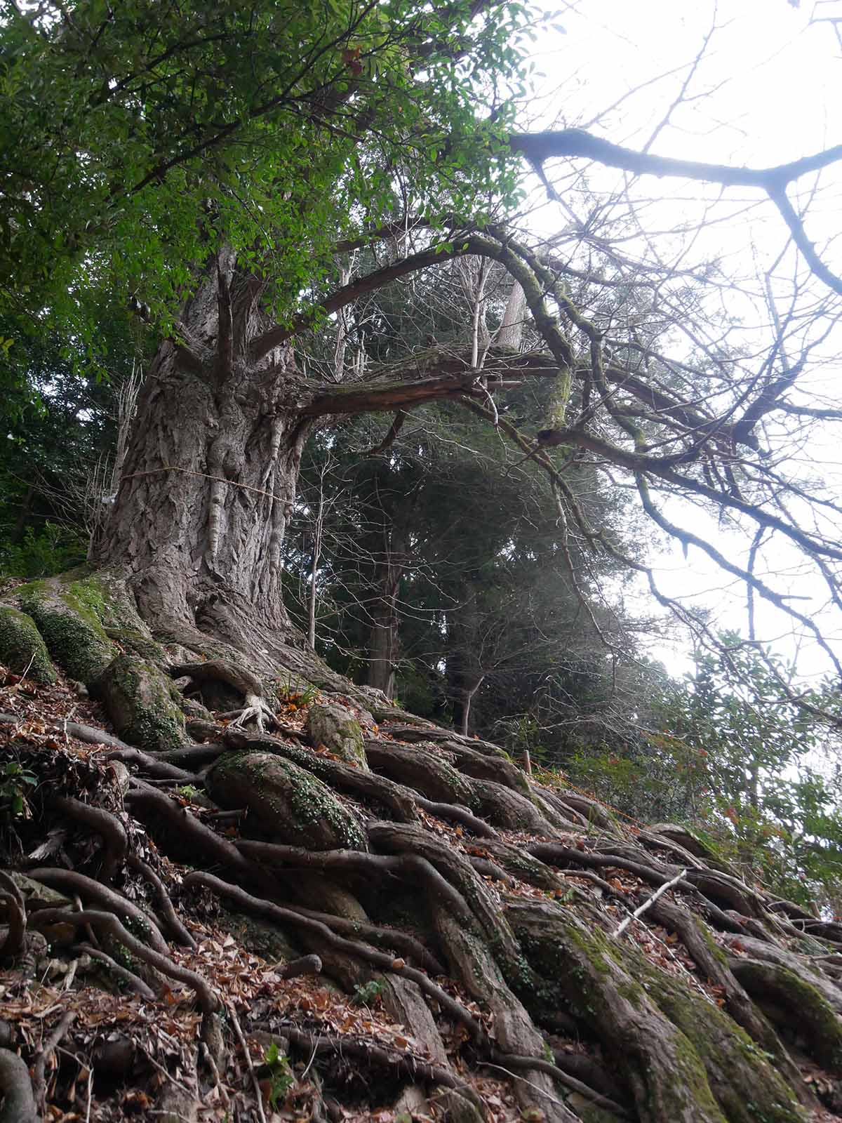 流谷八幡神社のいちょう