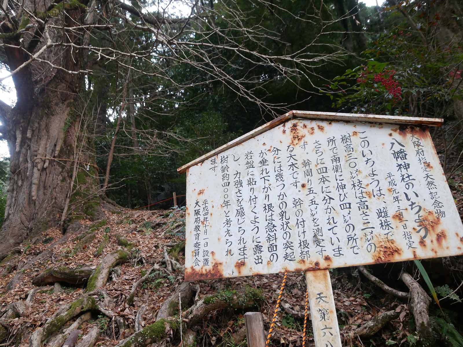 流谷八幡神社のいちょう