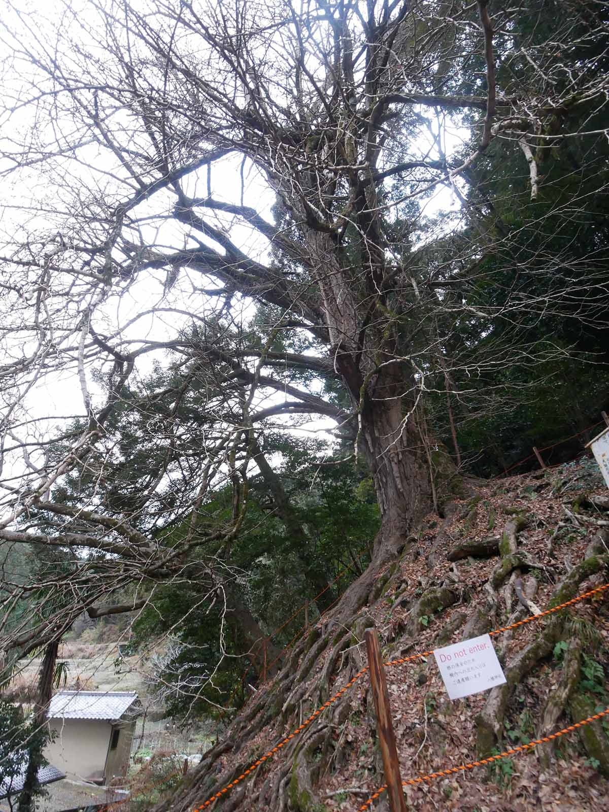 流谷八幡神社のいちょう