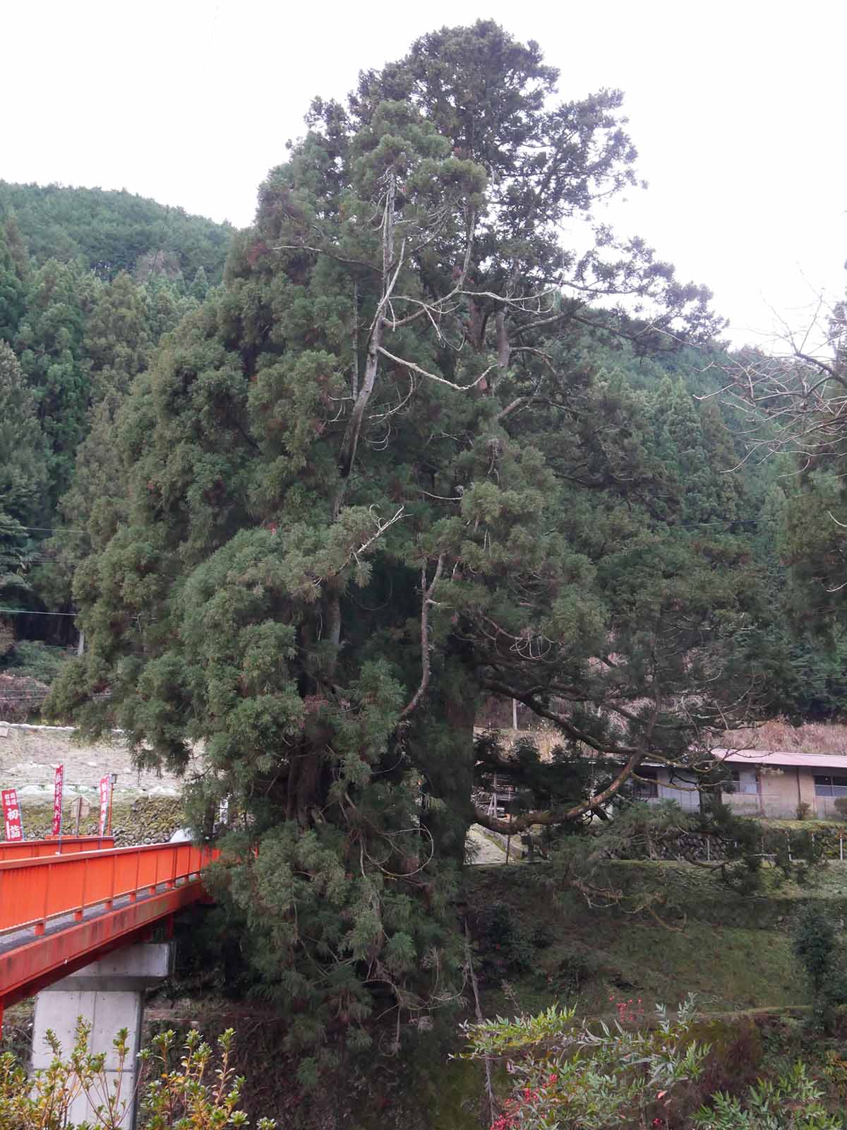 流谷八幡神社のスギ