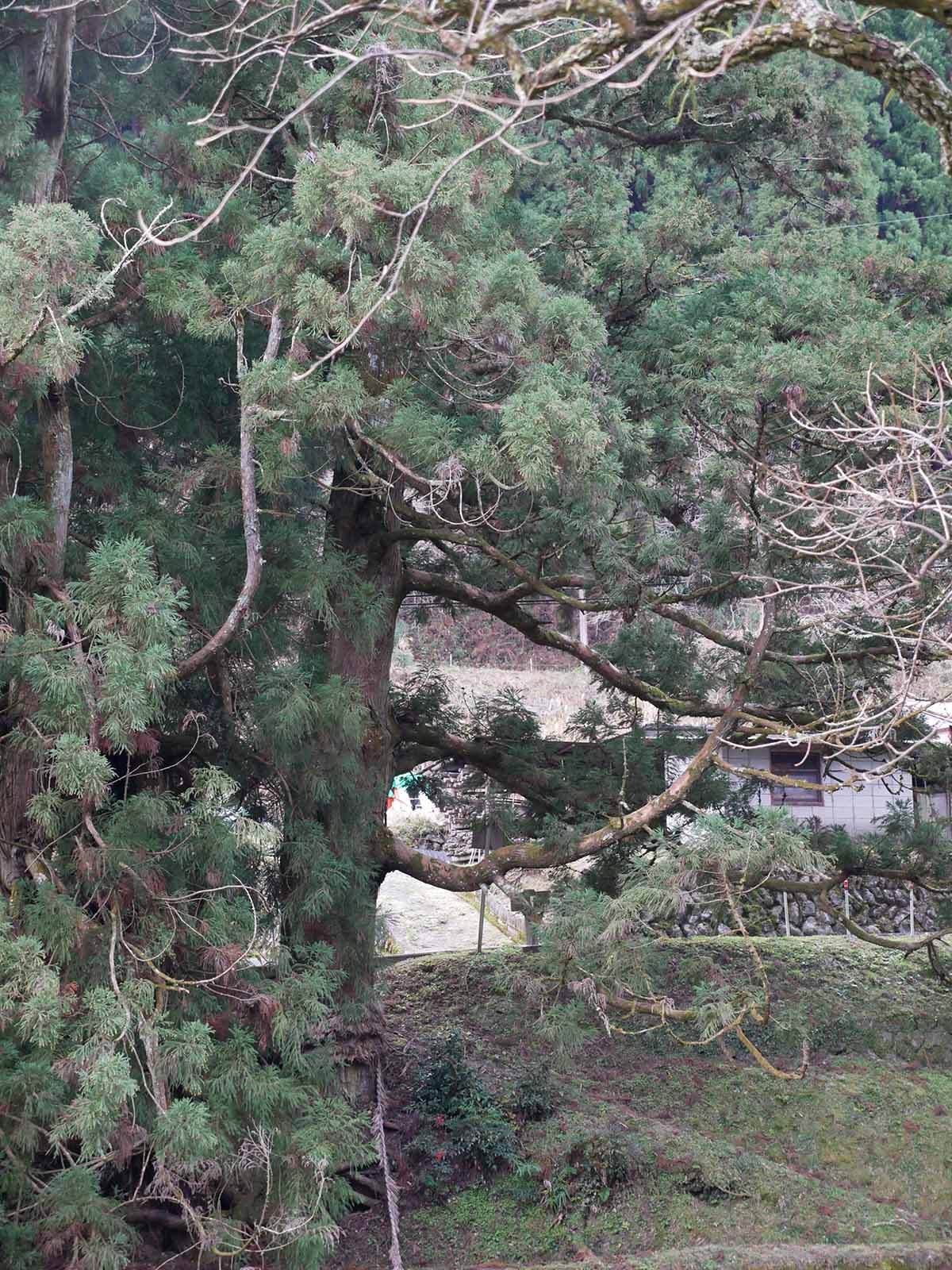 流谷八幡神社のスギ