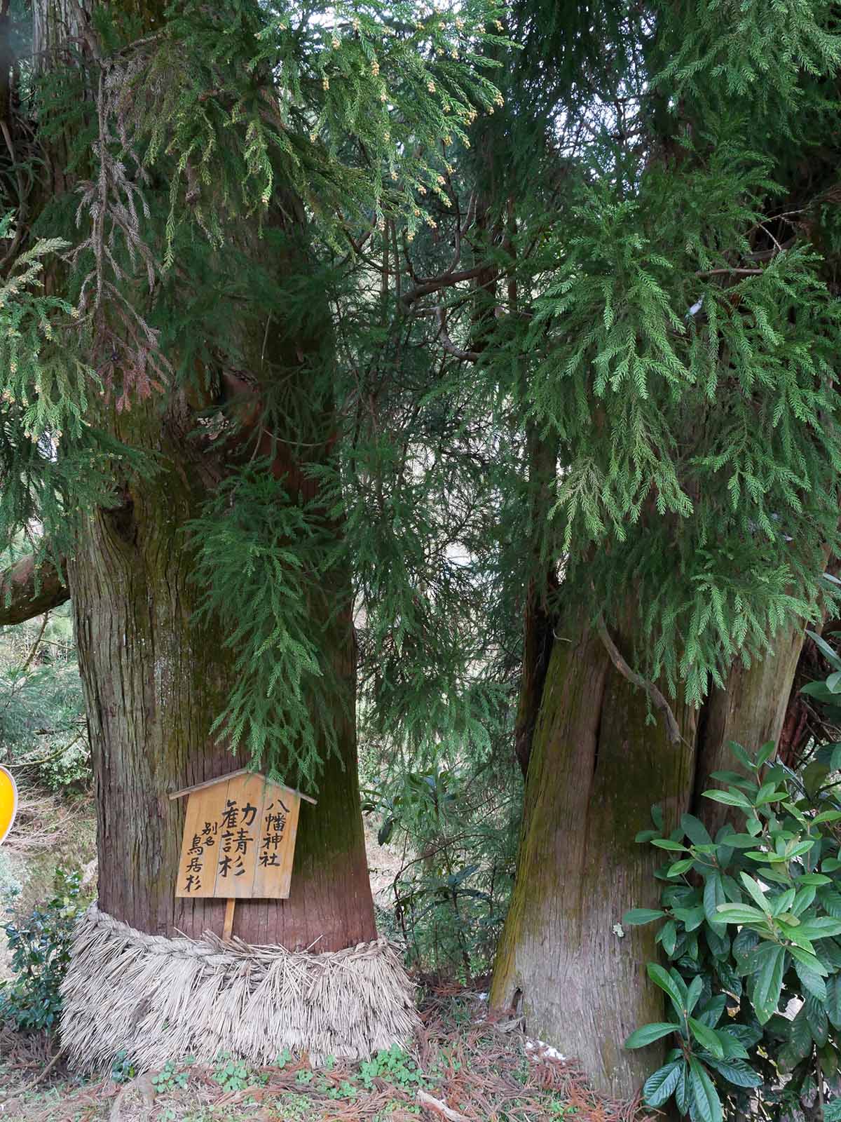 流谷八幡神社のスギ