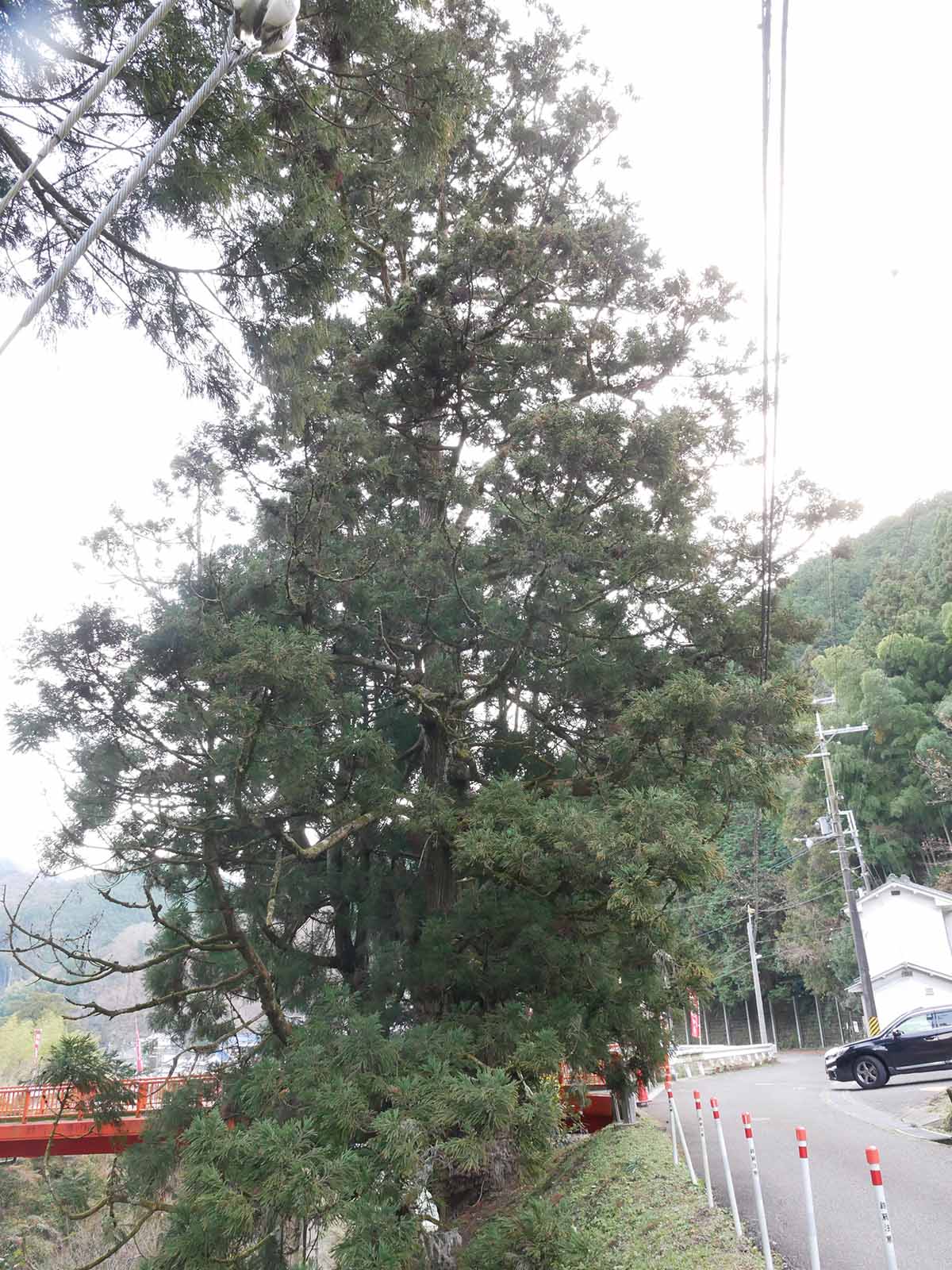 流谷八幡神社のスギ