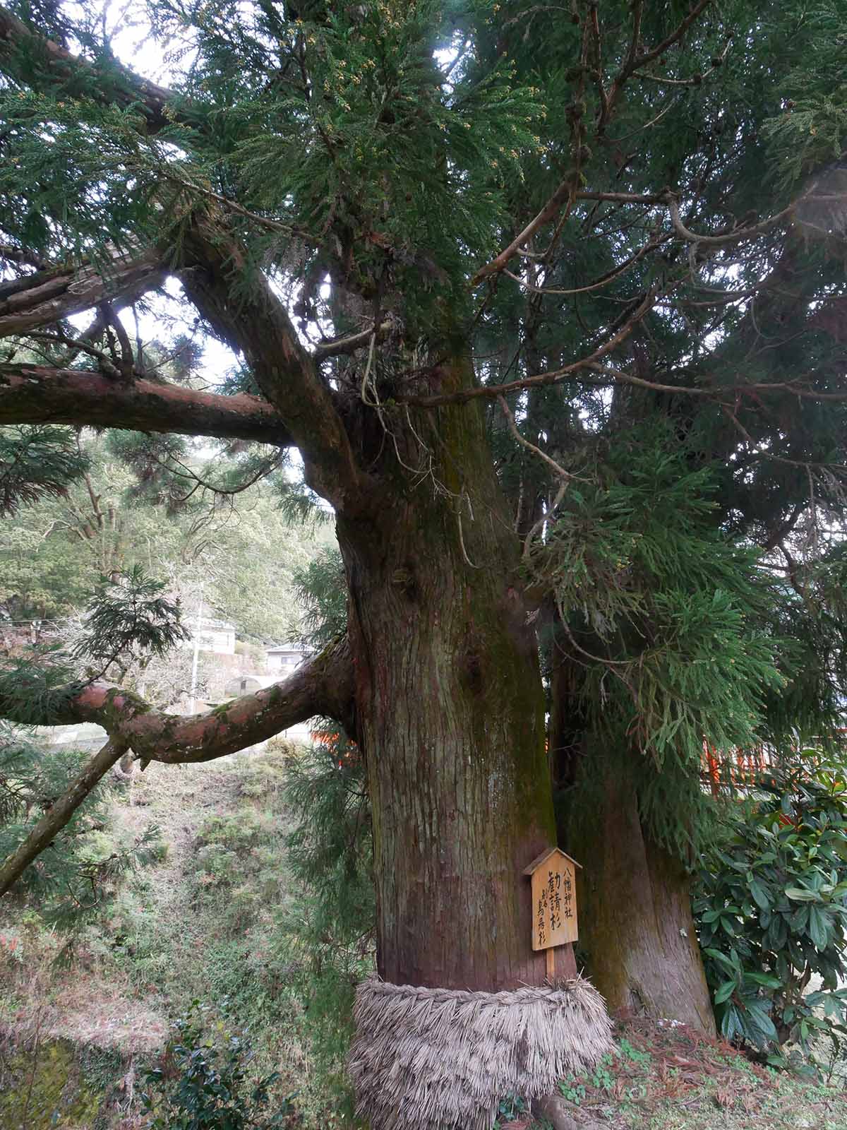 流谷八幡神社のスギ