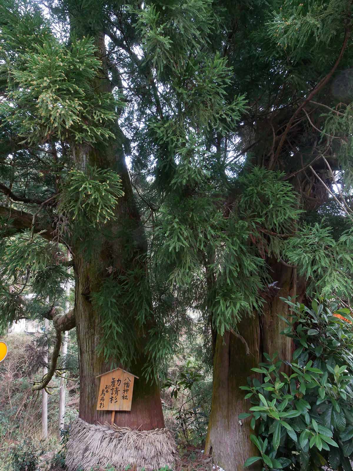 流谷八幡神社のスギ