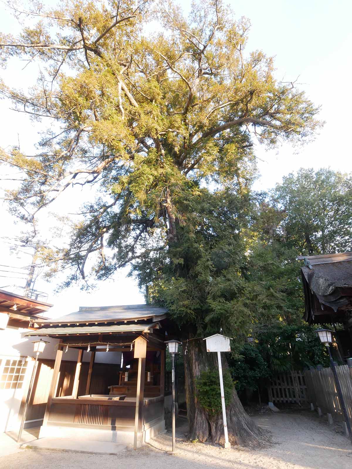 長野神社のカヤ