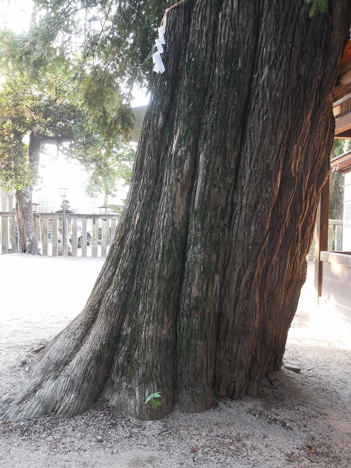 長野神社のカヤ