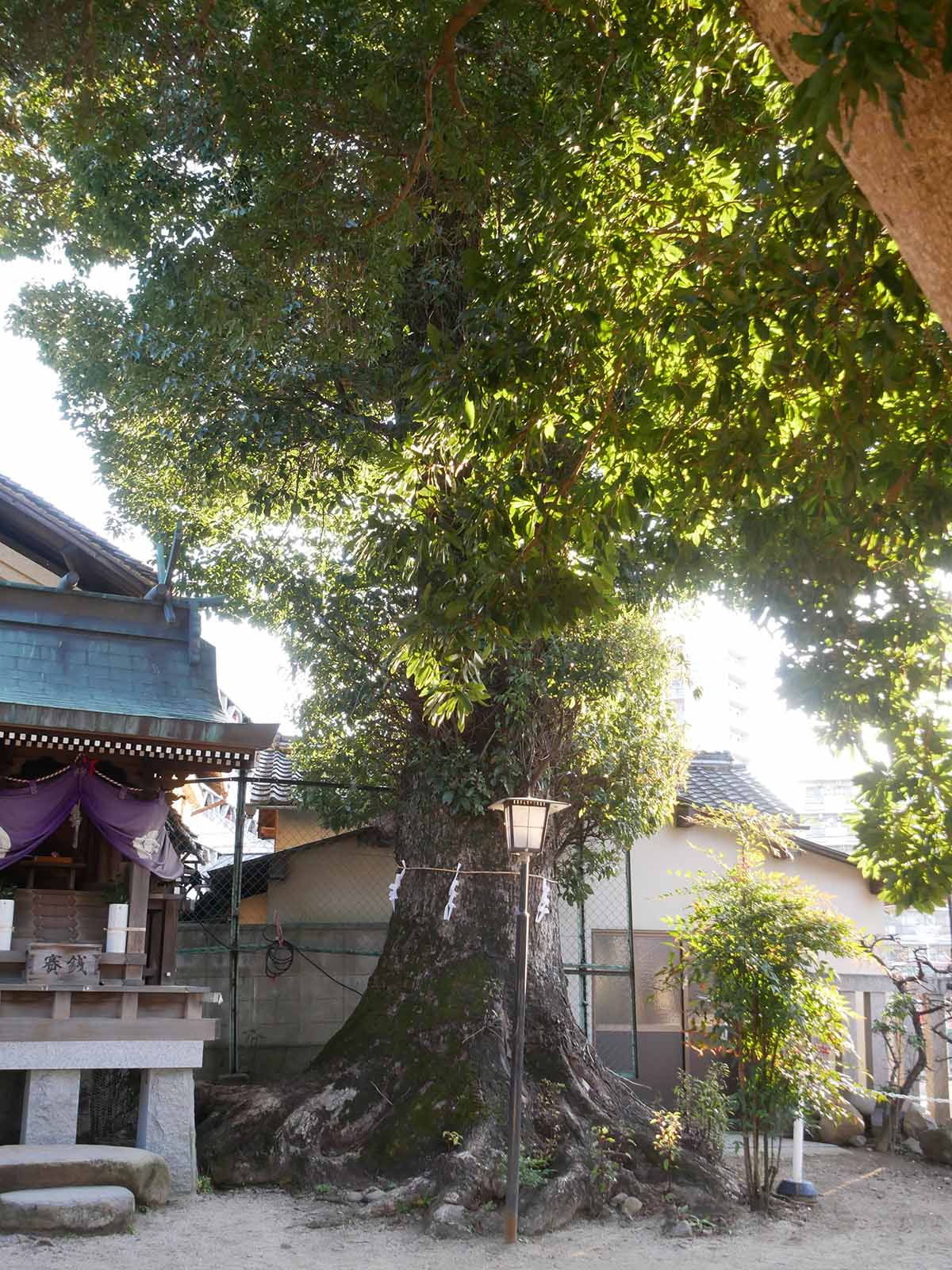 長野神社のクス