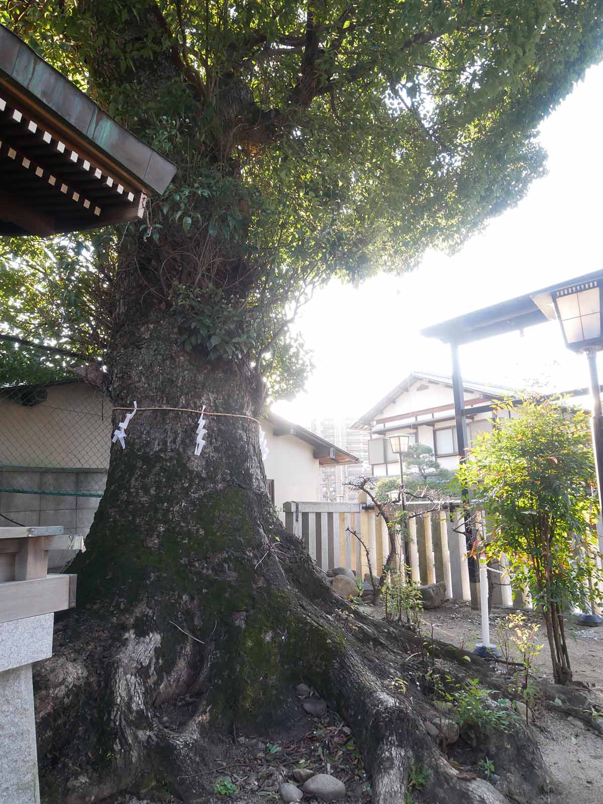 長野神社のクス