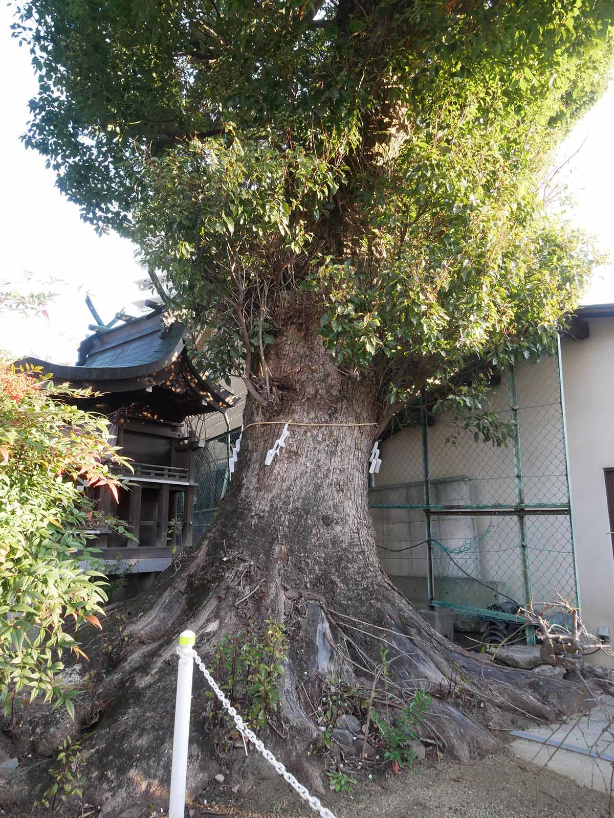 長野神社のクス