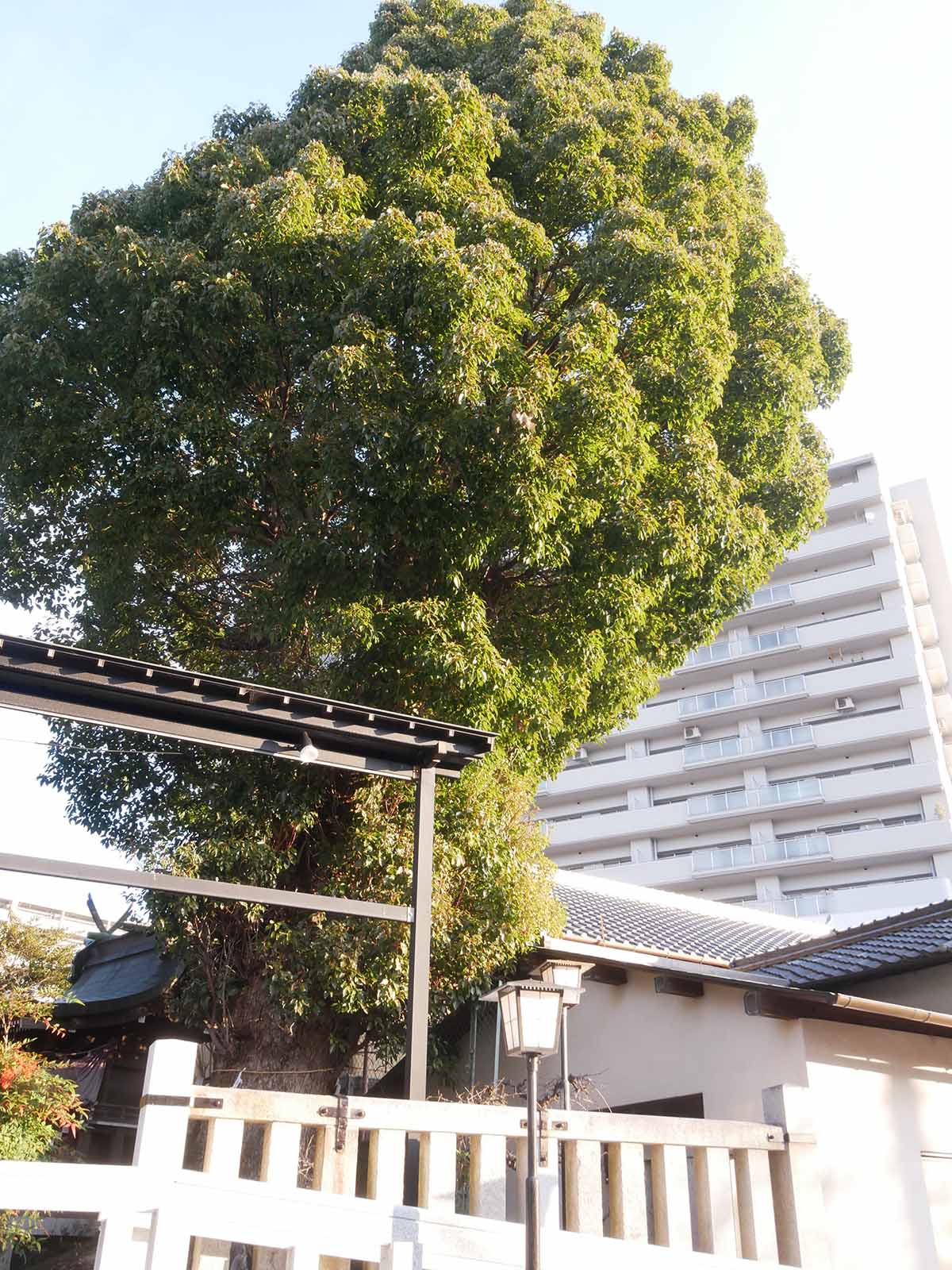 流谷八幡神社のクス