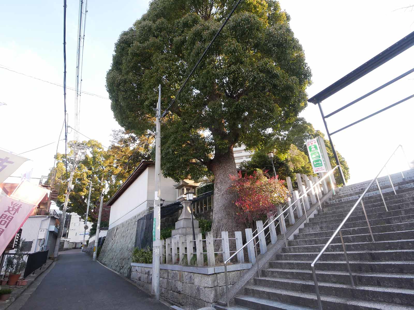 長野神社のクス