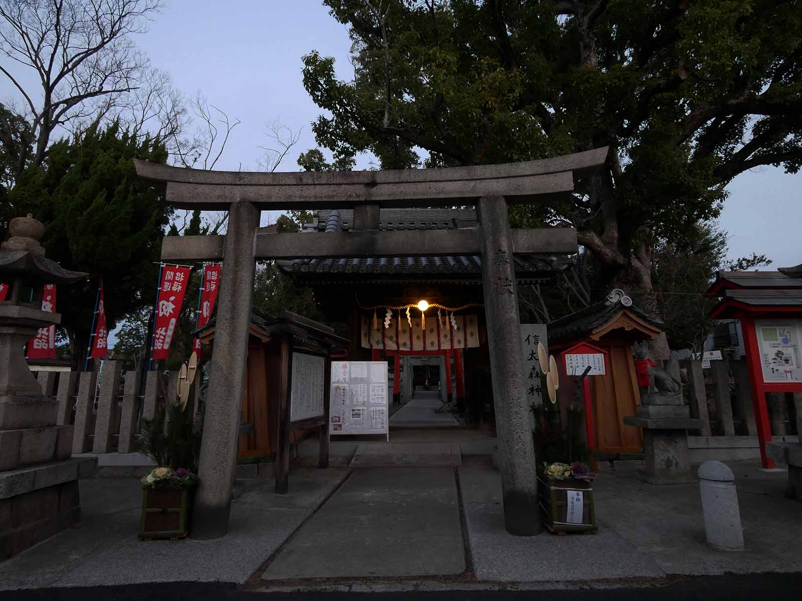 信太森葛葉稲荷神社の大楠