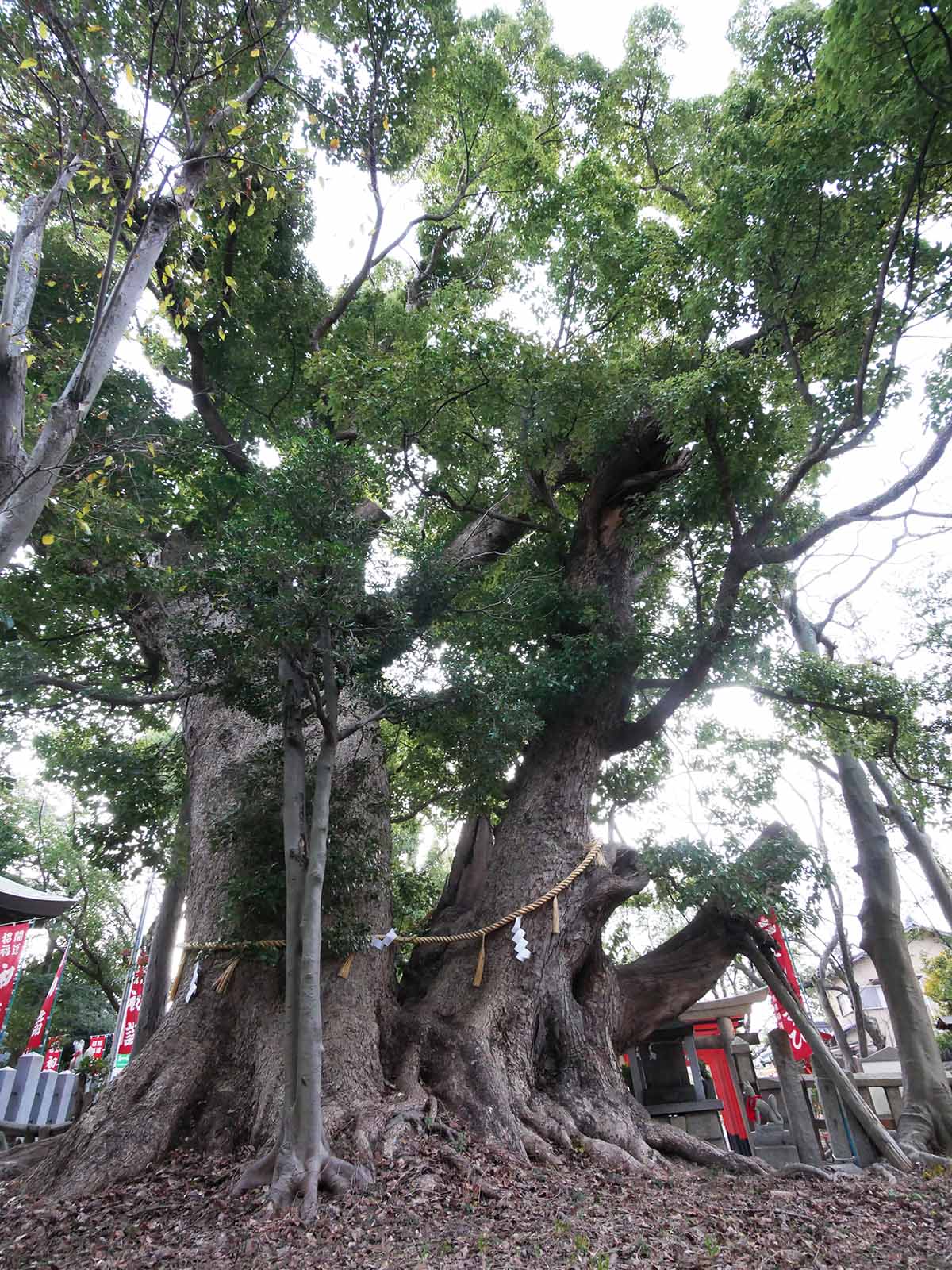 信太森葛葉稲荷神社の大楠