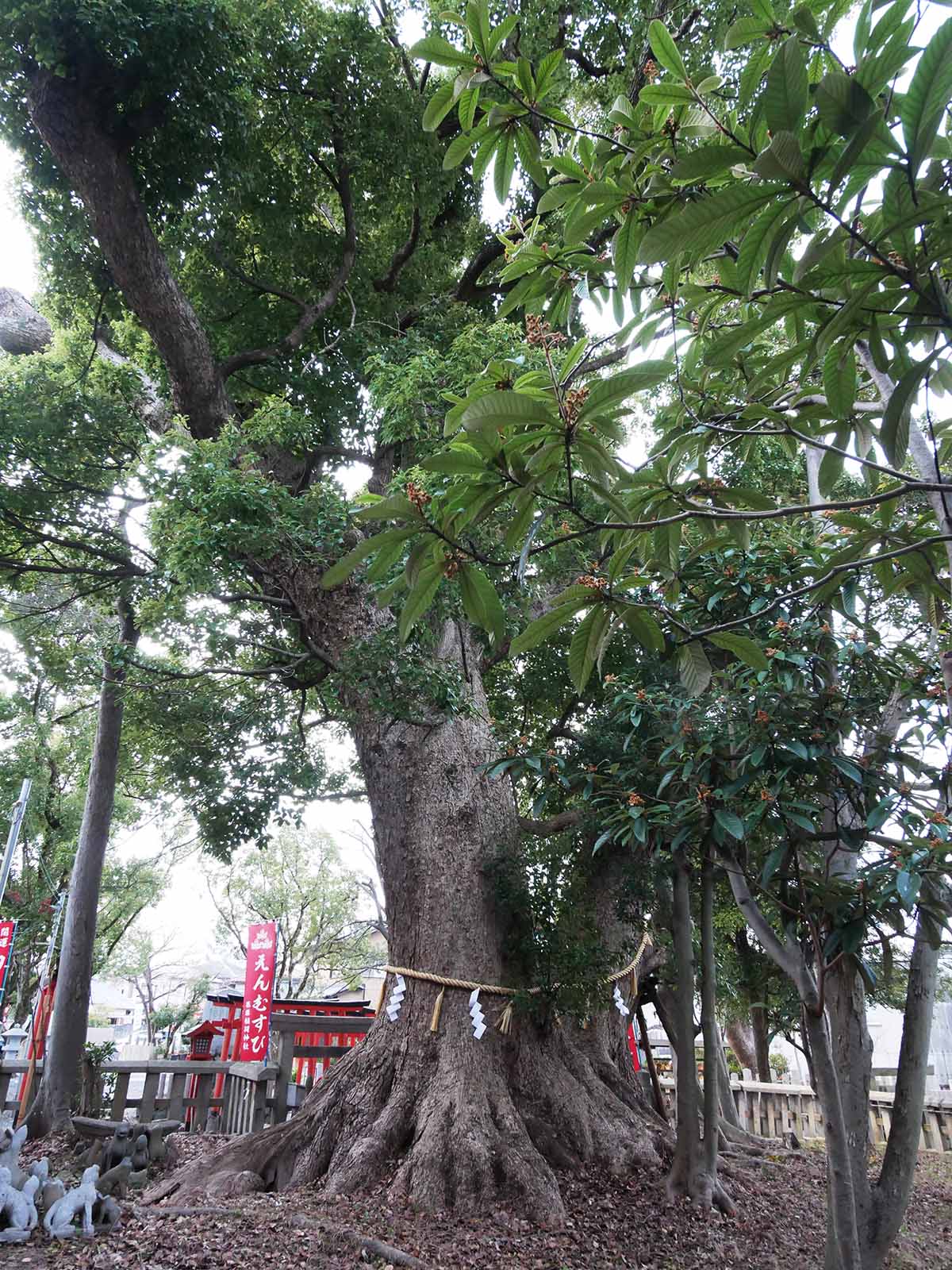 信太森葛葉稲荷神社の大楠