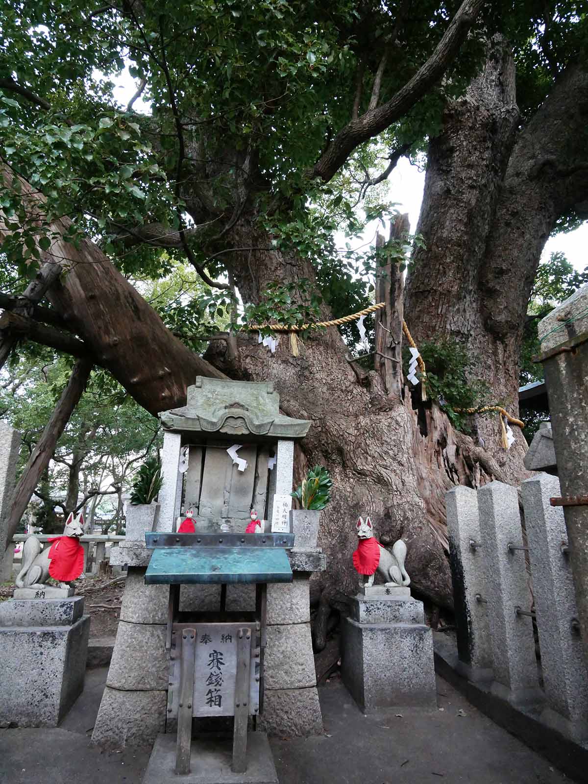 信太森葛葉稲荷神社の大楠