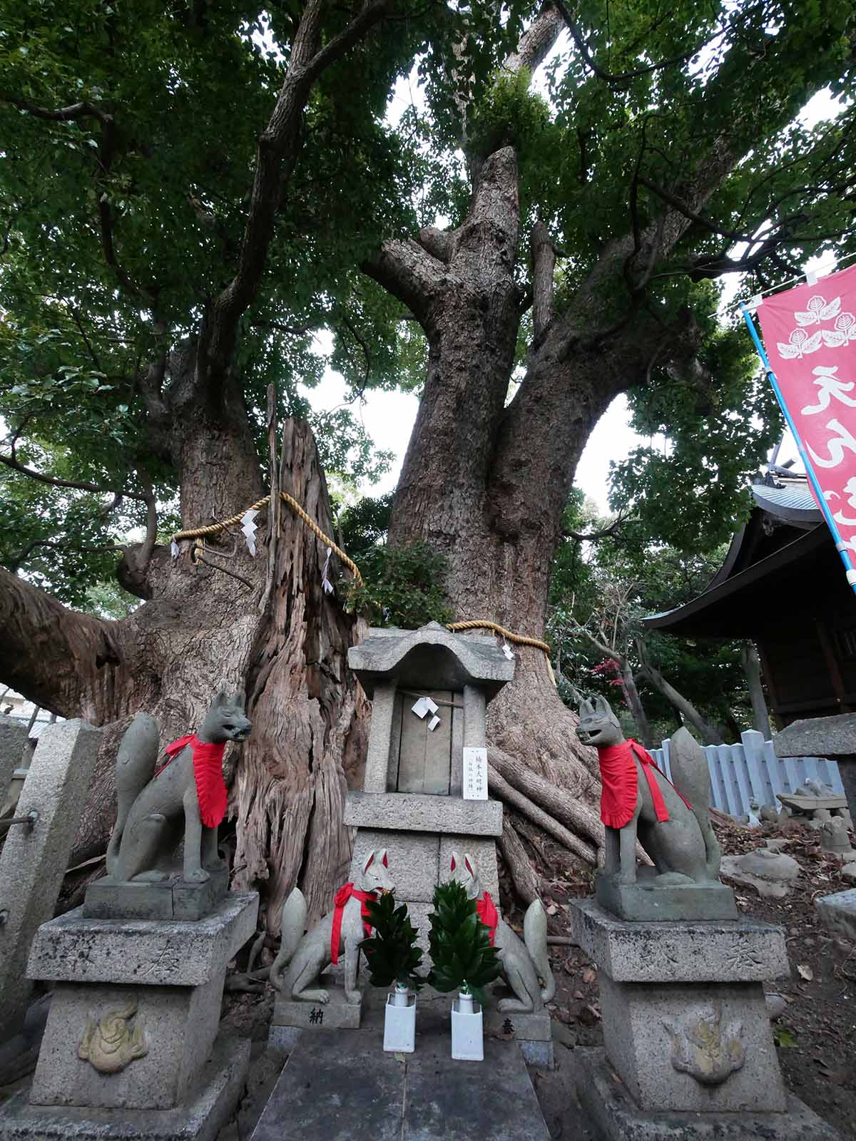 信太森葛葉稲荷神社の大楠