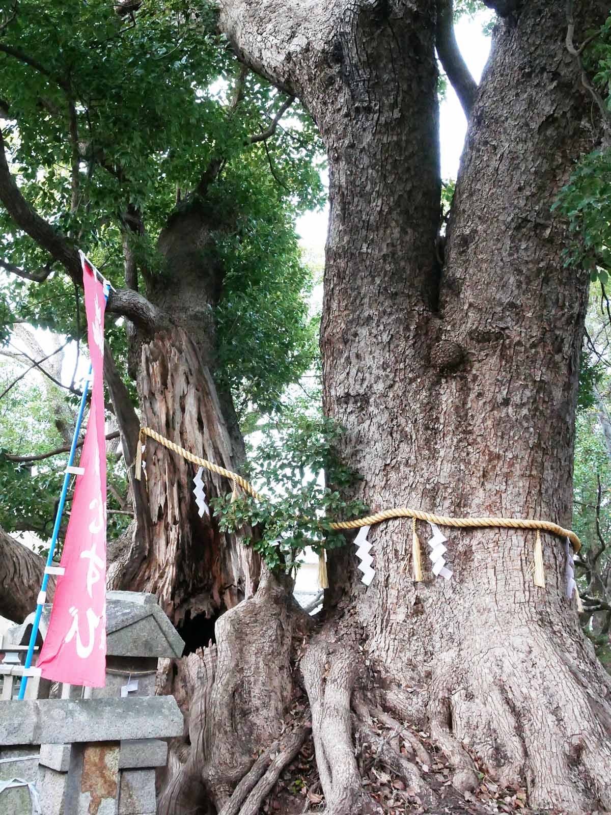 信太森葛葉稲荷神社の大楠