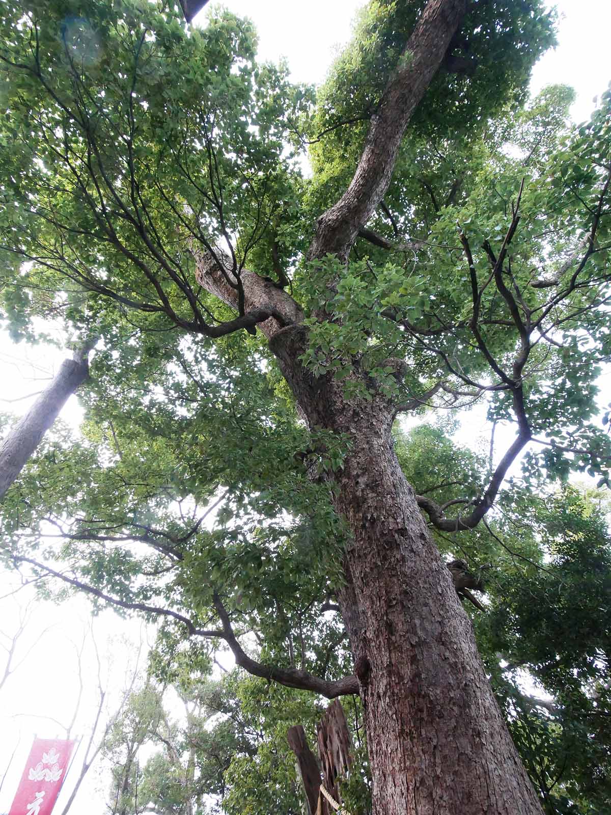 信太森葛葉稲荷神社の大楠