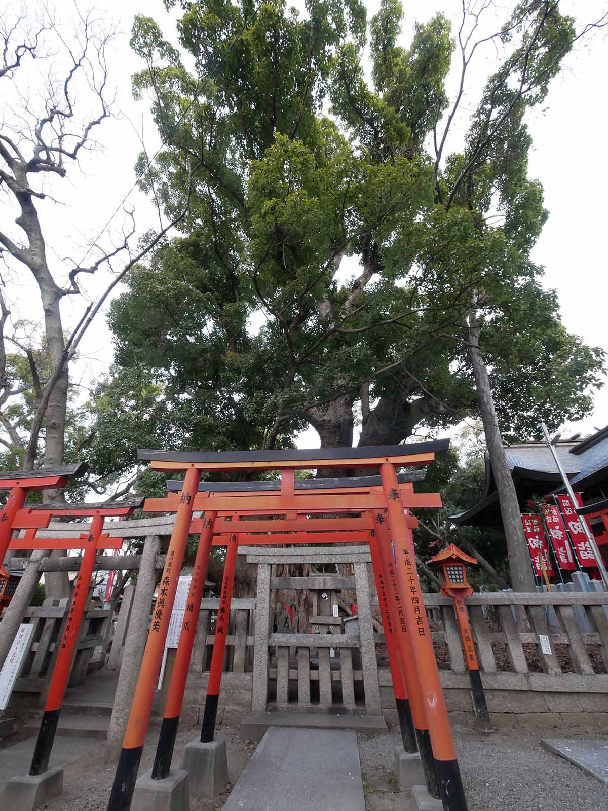 信太森葛葉稲荷神社の大楠