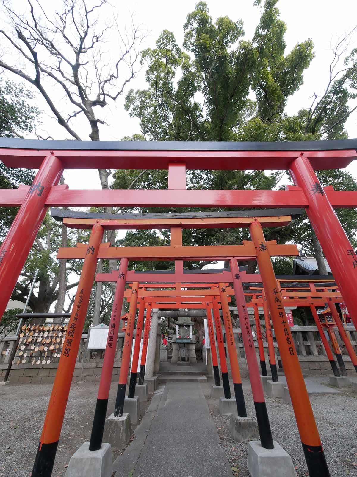 信太森葛葉稲荷神社の大楠