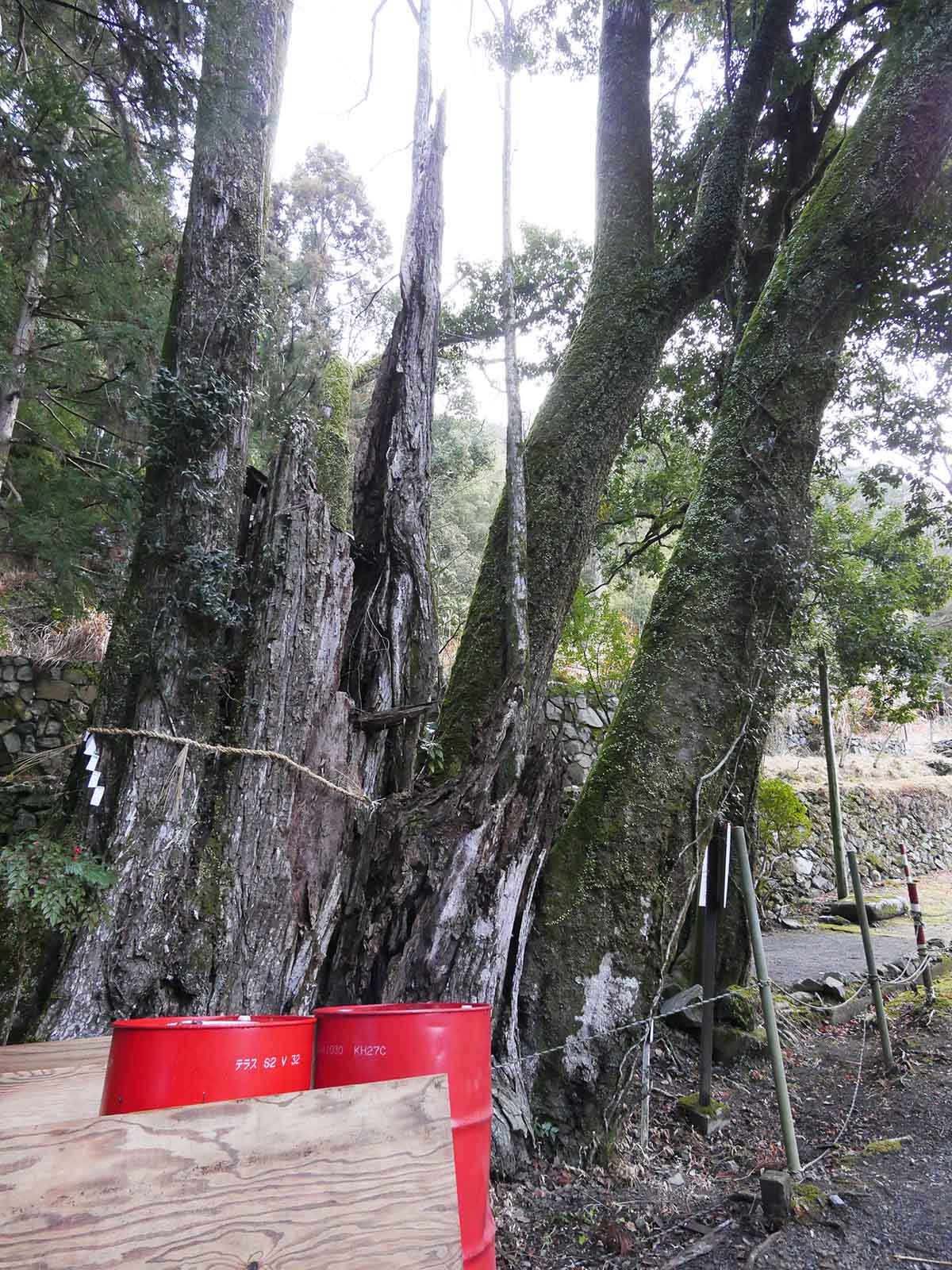 出灰素盞嗚咽神社のカツラ