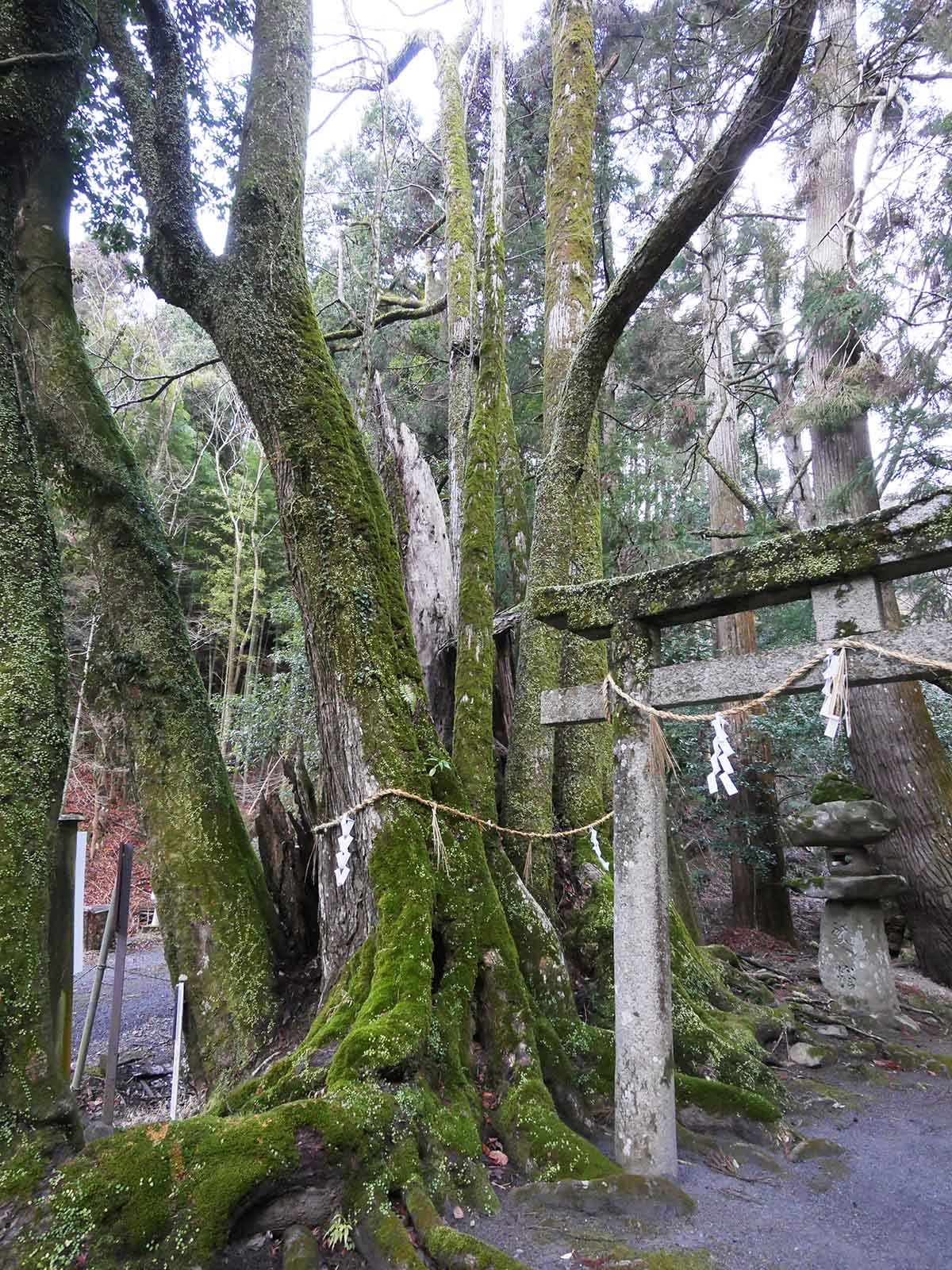 出灰素盞嗚咽神社のカツラ