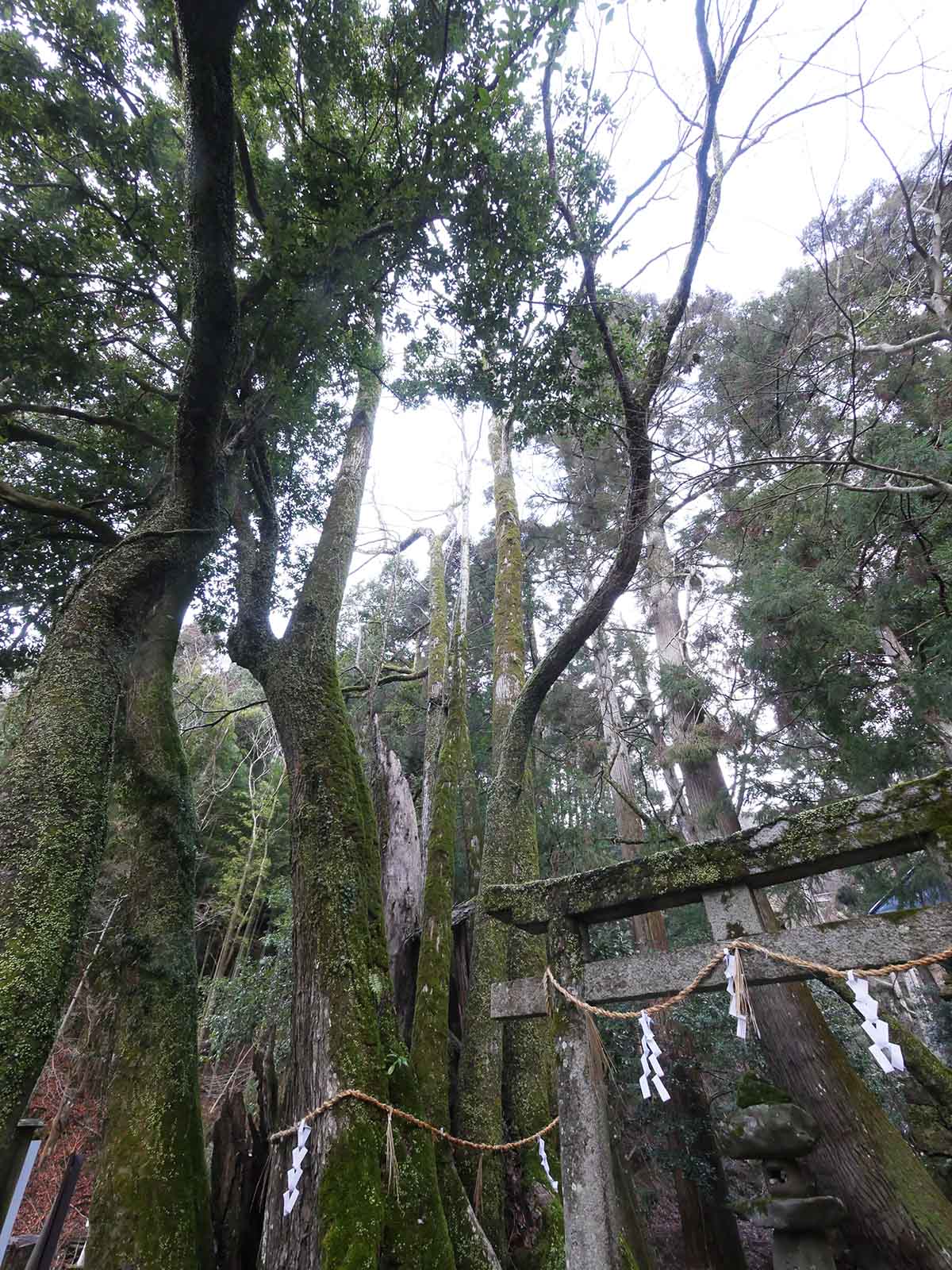 出灰素盞嗚咽神社のカツラ