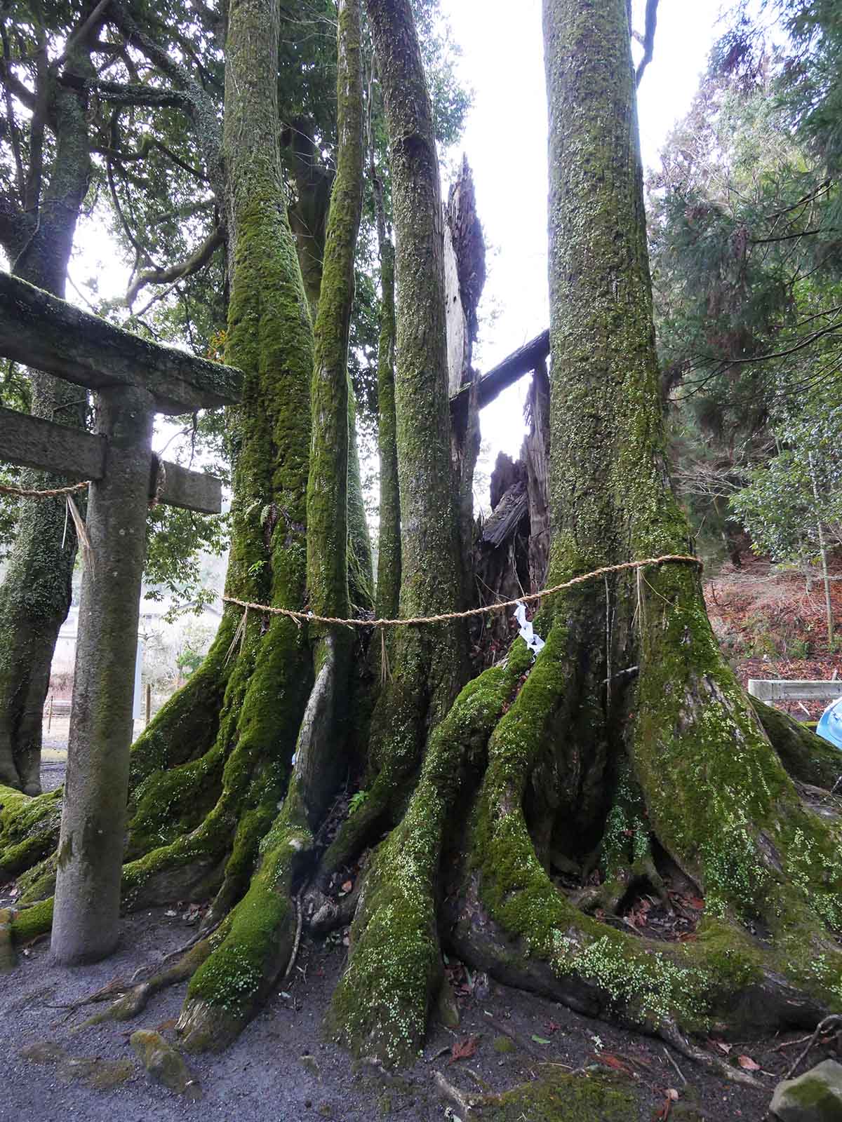 出灰素盞嗚咽神社のカツラ