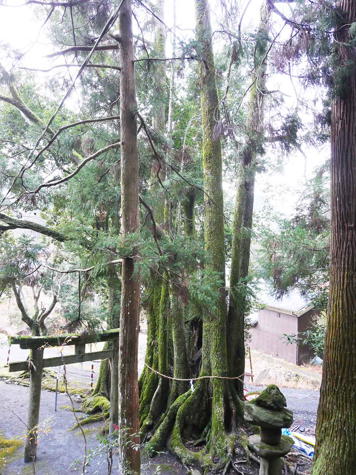 出灰素盞嗚咽神社のカツラ