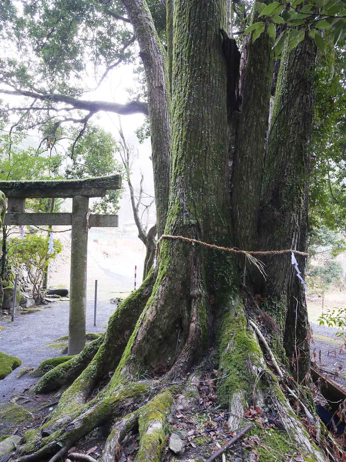 出灰素盞嗚咽神社のカツラ