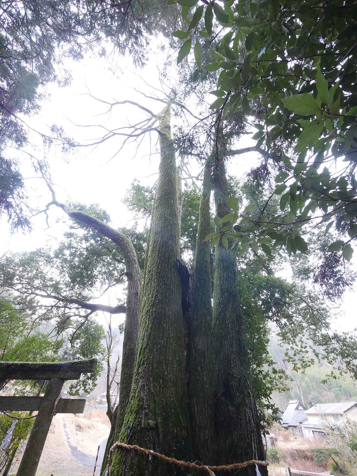 出灰素盞嗚咽神社のカツラ