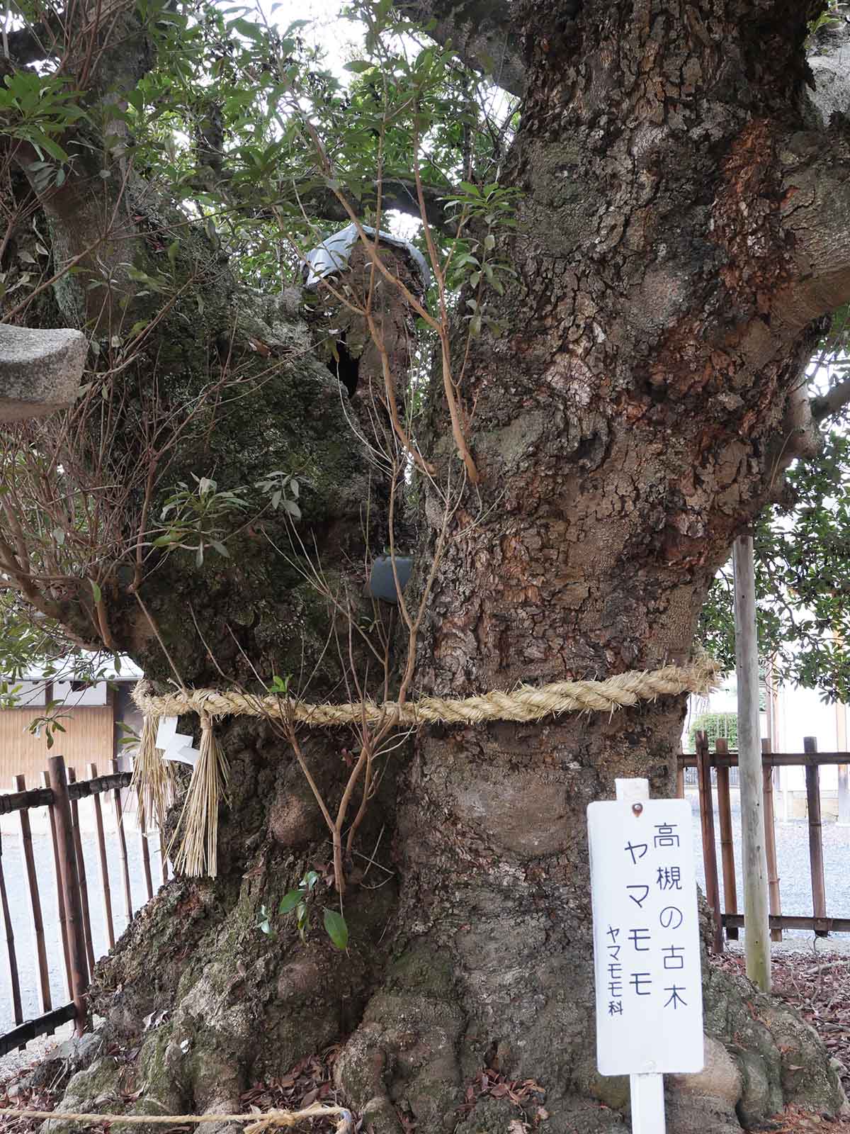 神服神社のヤマモモ