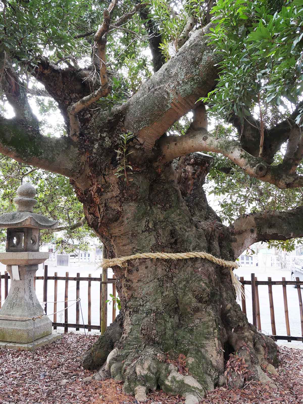 神服神社のヤマモモ