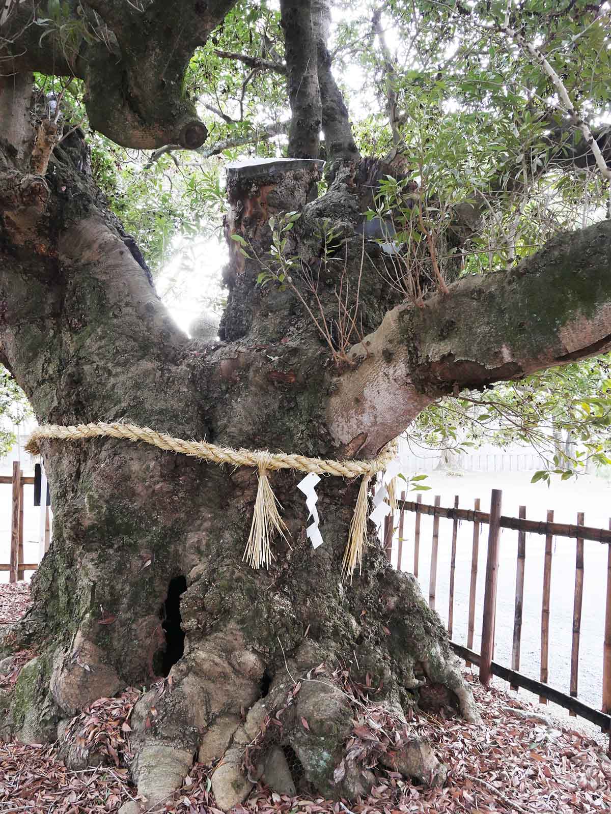 神服神社のヤマモモ