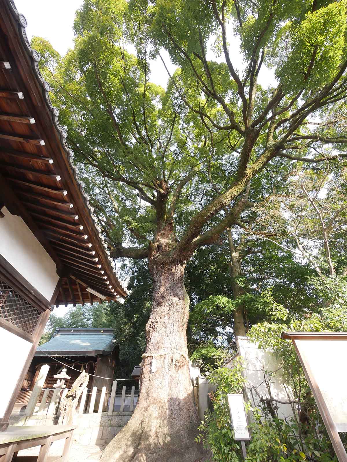 畑山神社のクス