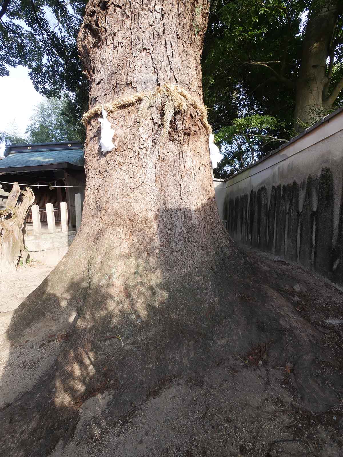 畑山神社のクス