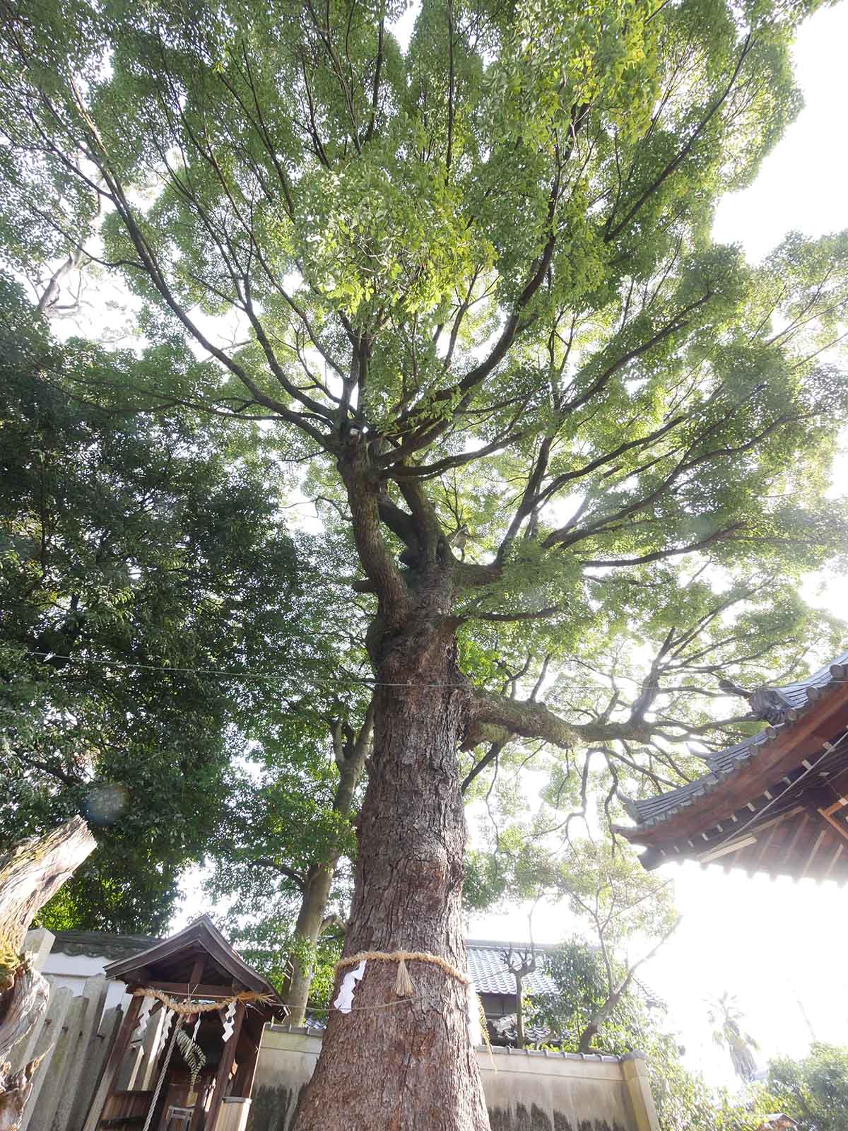 畑山神社のクス