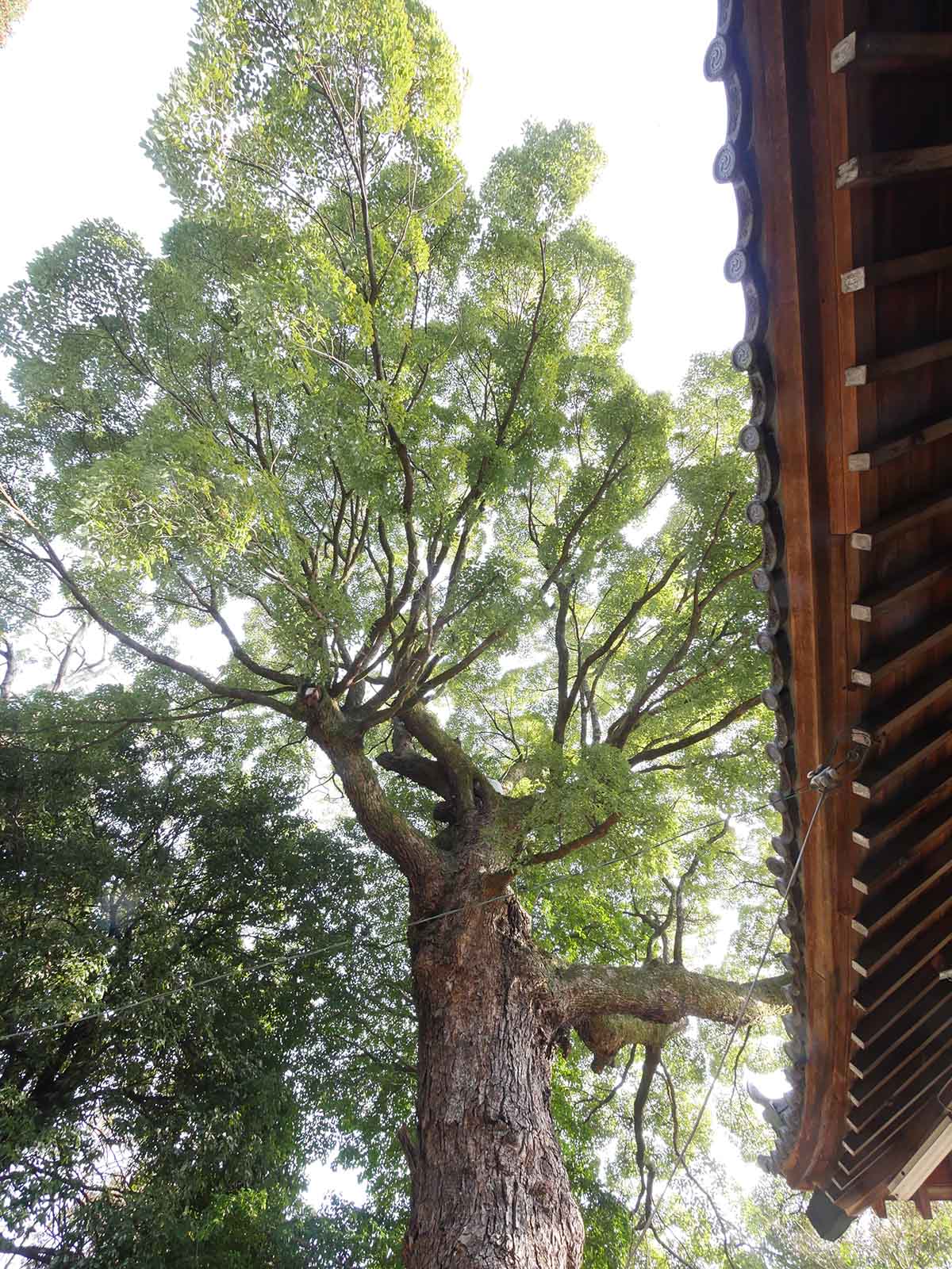 畑山神社のクス