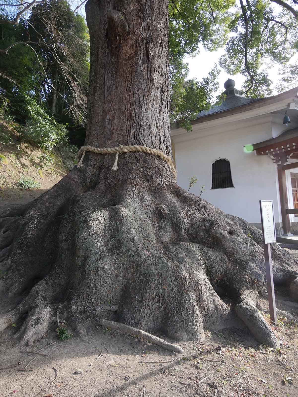 一乗寺のクス