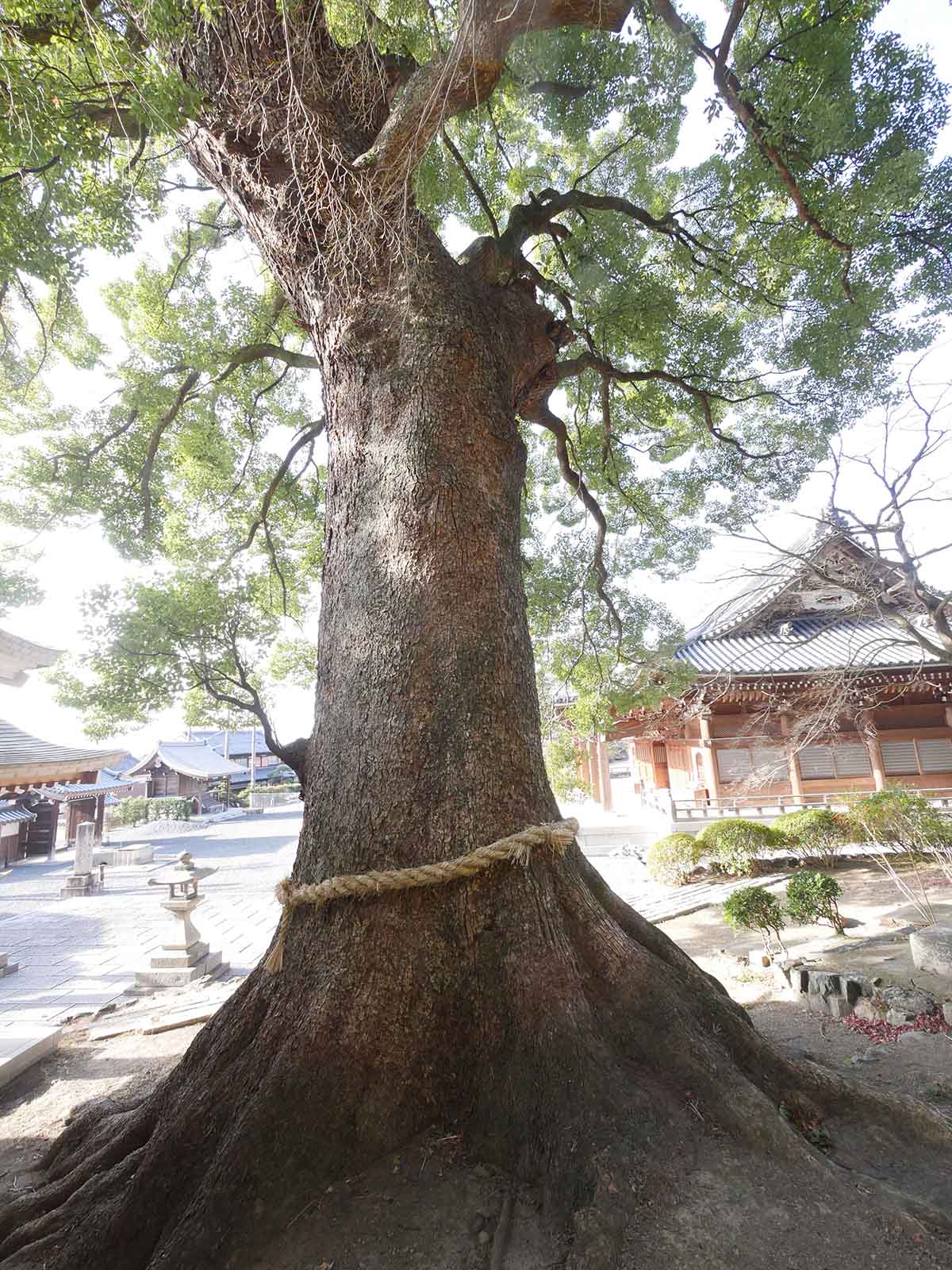 一乗寺のクス