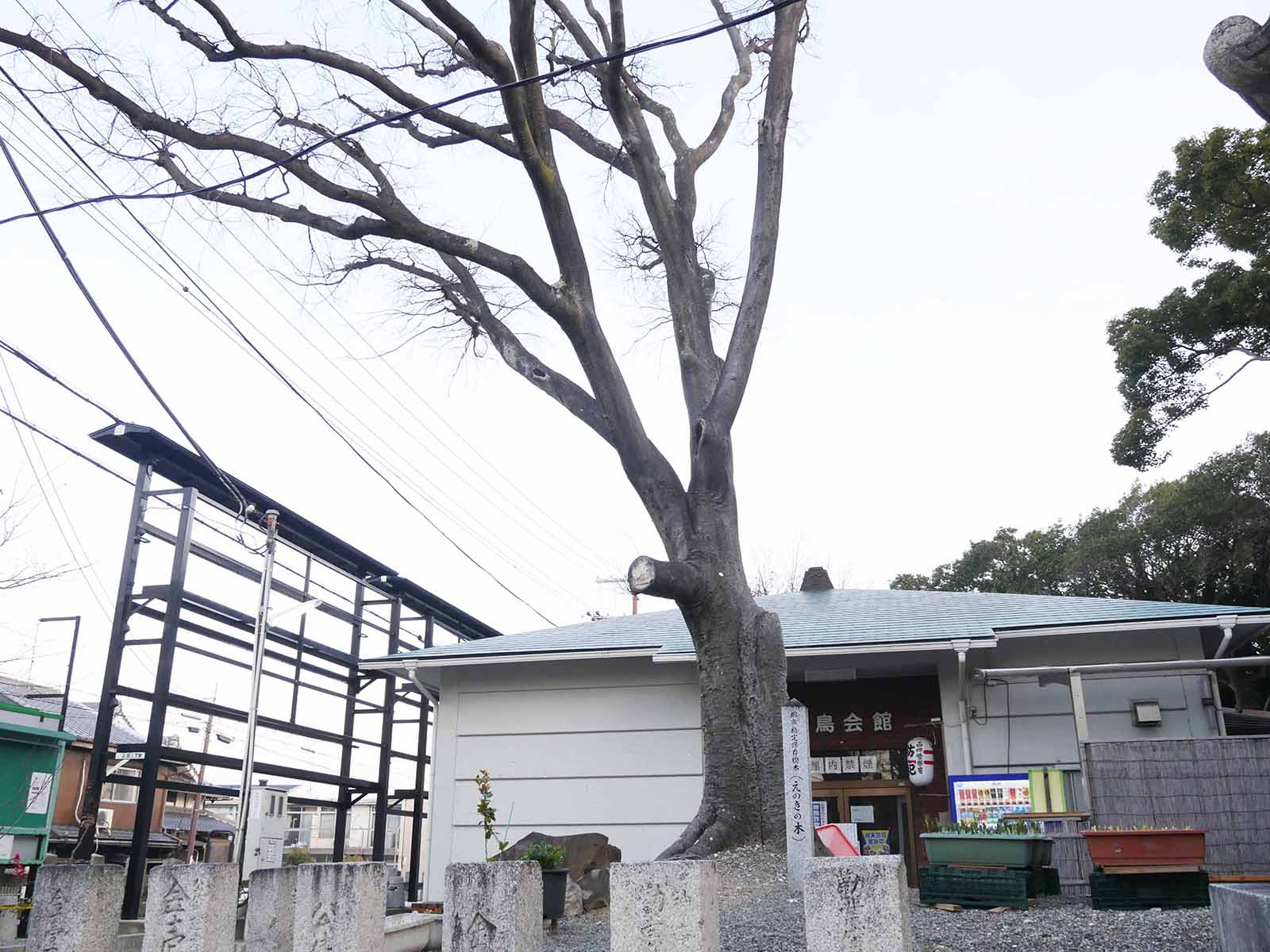 大鳥大社のエノキ