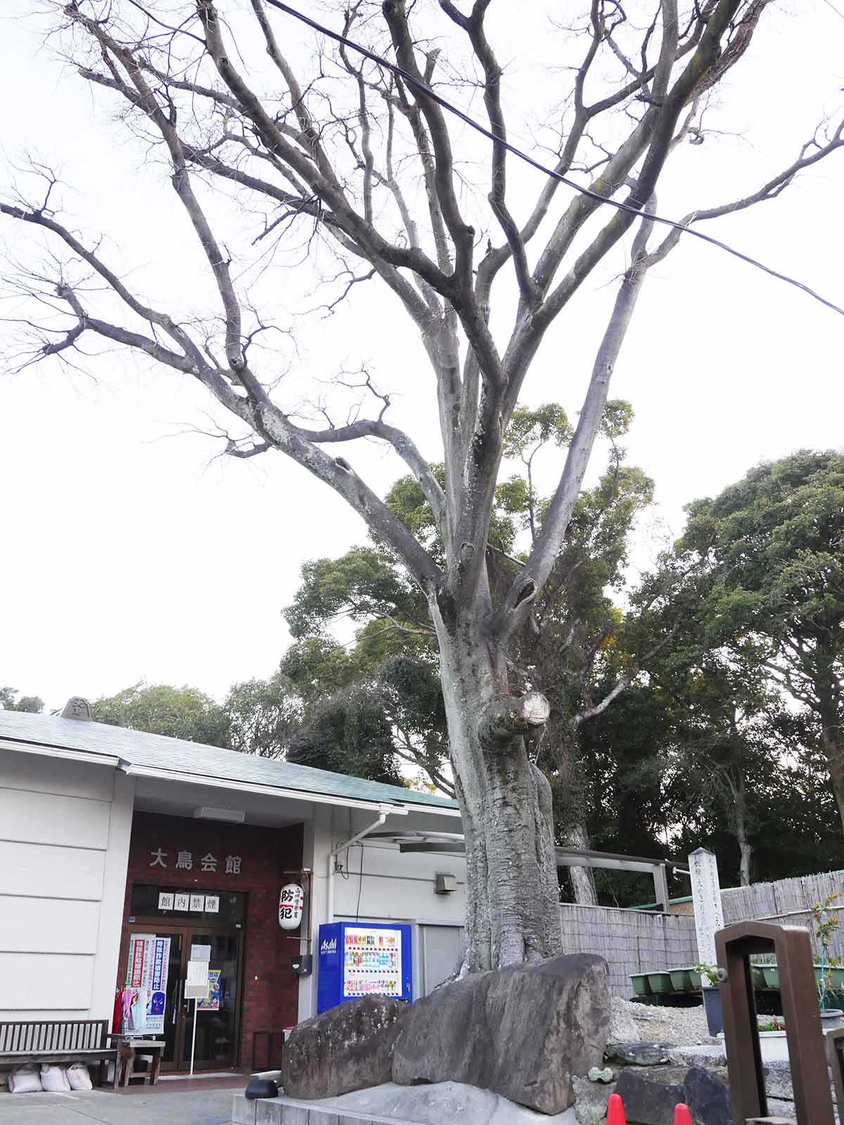 大鳥大社のエノキ