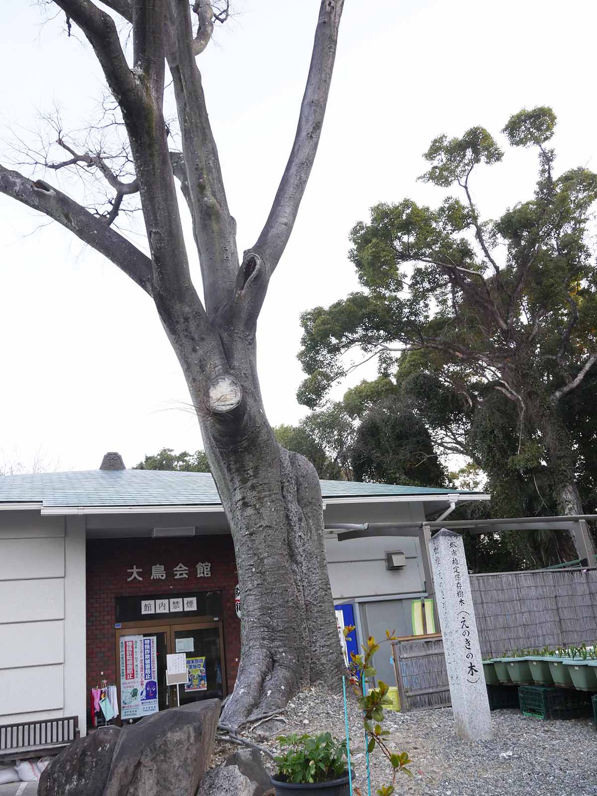 大鳥大社のエノキ